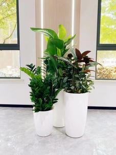 宁波奉化专业绿植租赁，开启绿色生活新体验